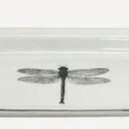 Dragonfly Dish image